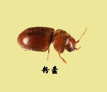 粉蠹