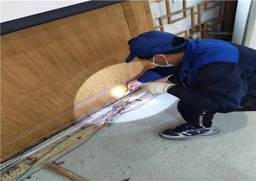 踢脚线灭白蚁